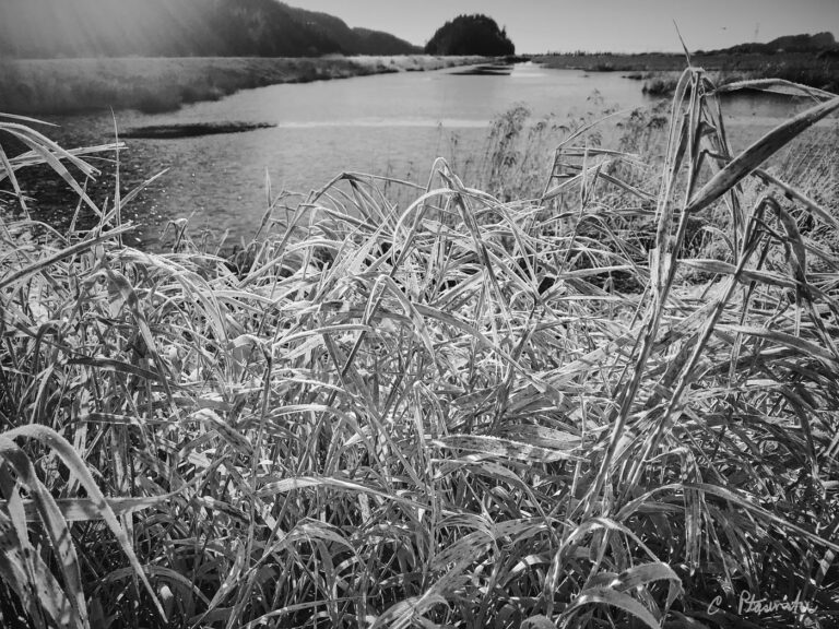 iperceive.ca – Chester Ptasinski – Iphone Photography Iphone Photography from Chester Ptasinski